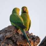 From Galle/Mirissa/Hikkaduwa- Udawalawe National Park Safari - What to Expect and Practical Tips