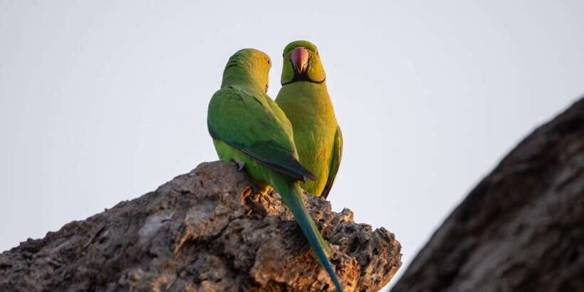 From Galle/Mirissa/Hikkaduwa- Udawalawe National Park Safari - What to Expect and Practical Tips