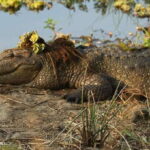 From Galle/Mirissa/Hikkaduwa - Yala Full Day Safari Tour - Overall Value & Experience