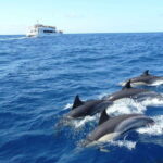 From Galle: Mirissa morning whale watching tour - Why This Tour Offers Great Value