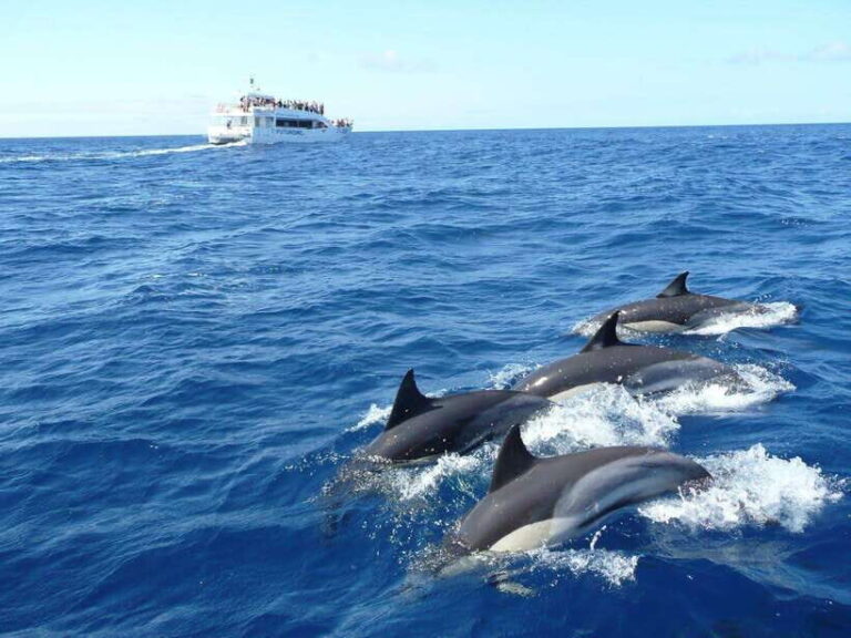 From Galle: Mirissa morning whale watching tour - Why This Tour Offers Great Value
