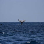 From Galle: Mirissa Whale and Dolphin Watching Boat Ride - An Honest Look at the Mirissa Whale and Dolphin Watching Tour