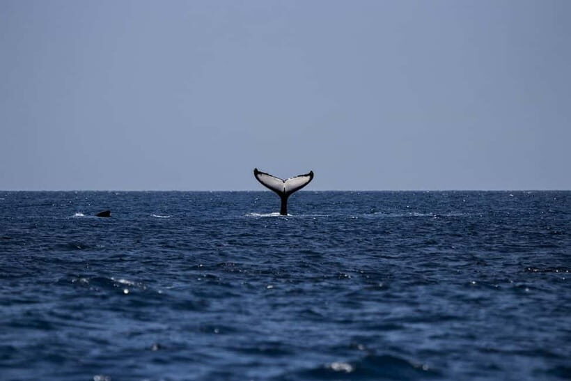 From Galle: Mirissa Whale and Dolphin Watching Boat Ride - An Honest Look at the Mirissa Whale and Dolphin Watching Tour