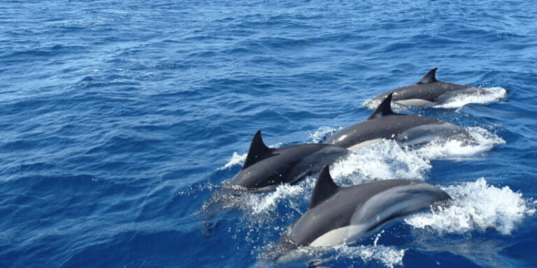 From Galle : Whale and Dolphin Watching Tour in Mirissa - Why It’s Worth Considering