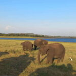 From Habarana: Minneriya National Park 4x4 Jeep Safari - Why Value Matters: Whats the Real Benefit?