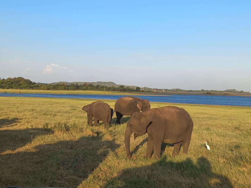 From Habarana: Minneriya National Park 4x4 Jeep Safari - Why Value Matters: Whats the Real Benefit?