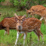 From Hambantota Harbor: Bundala National Park Safari-Private - The Practicalities: What to Expect