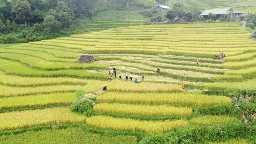 From Hanoi: Discover Sapa 2-Day 1-Night Trekking Adventure - Frequently Asked Questions (FAQs)