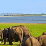 From Hikkaduwa/Galle/Weligama/Mirissa: Udawalawa Safari Tour - A Closer Look at the Udawalawe Safari Experience