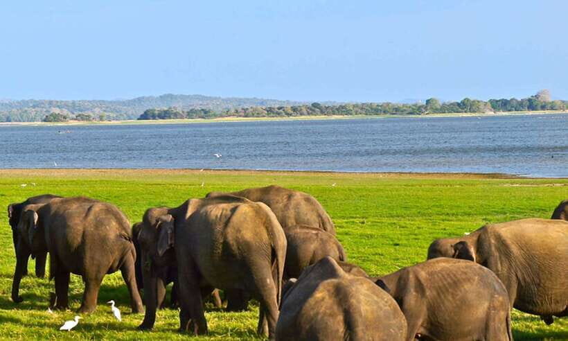 From Hikkaduwa/Galle/Weligama/Mirissa: Udawalawa Safari Tour - A Closer Look at the Udawalawe Safari Experience