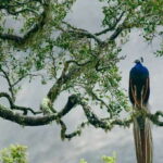 From Hikkaduwa: Udawalawe National Park Safari Tour - Breaking Down the Itinerary