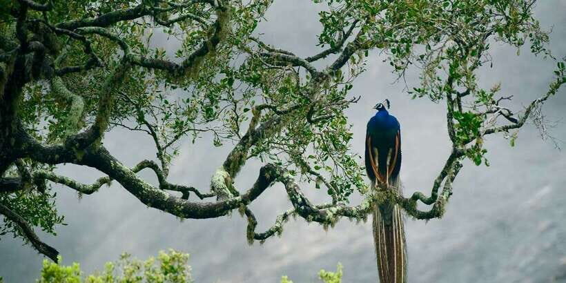 From Hikkaduwa: Udawalawe National Park Safari Tour - Breaking Down the Itinerary