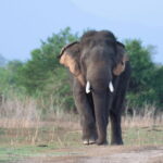 From: Hiriketiya/ Tangalle - Udawalawe Safari - To: Ella - The Sum Up: Who Should Consider This Safari?