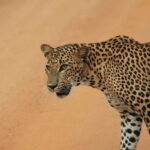 From: Hiriketiya/ Tangalle - YALA Safari Tour - An In-Depth Look at the YALA Safari Experience