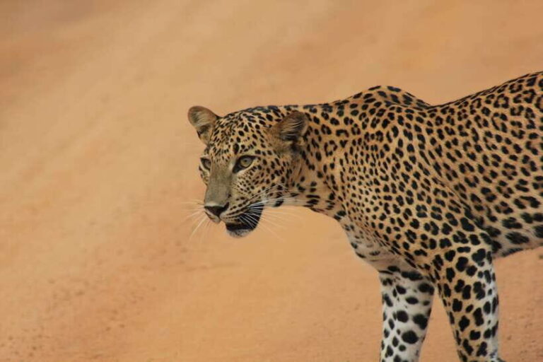 From: Hiriketiya/ Tangalle - YALA Safari Tour - An In-Depth Look at the YALA Safari Experience