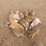 From Hiroshima: Rabbit Island and Takehara Town Tour - Why This Tour Works for Travelers