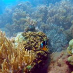 From Hoi An/ Da Nang: Visit My Son Sanctuary & Cham Islands - The Experience: What You Can Expect