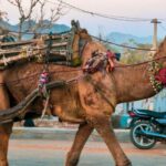 From Jaipur : Ajmer Pushkar Private Tour by Cab with Guide - Who Should Consider This Tour?