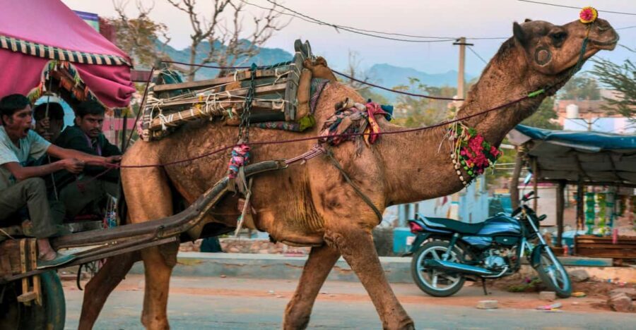 From Jaipur : Ajmer Pushkar Private Tour by Cab with Guide - Who Should Consider This Tour?