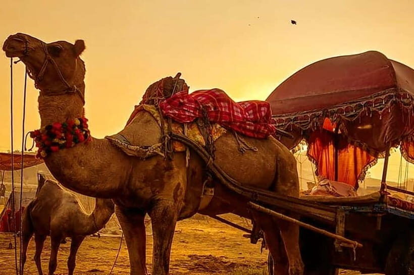 From Jaipur : Private Ajmer Pushkar Tour by Cab - Key Points