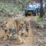 From Jaipur: Ranthambore National Park Day Tour with Safari - What This Tour Means for You