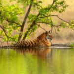 From Jaipur: Ranthambore National Park Safari with Transfers - A Deep Dive Into the Ranthambore Safari Experience