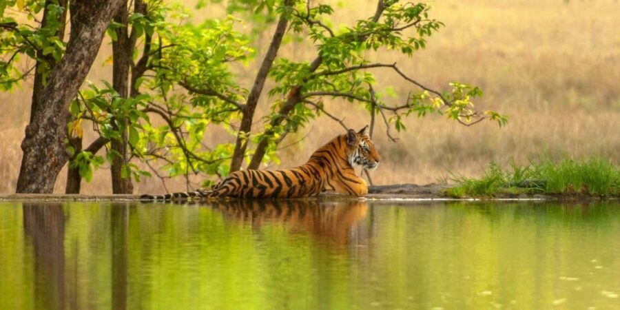 From Jaipur: Ranthambore National Park Safari with Transfers - A Deep Dive Into the Ranthambore Safari Experience