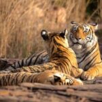 From Jaipur: Ranthambore Tiger National Park Tour (02 Days) - Why This Tour Offers Value