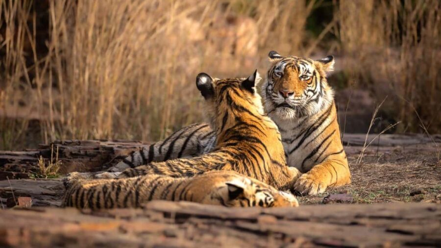 From Jaipur: Ranthambore Tiger National Park Tour (02 Days) - Why This Tour Offers Value