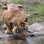 From Jaipur: Ranthambore Tour with Cab - What Makes This Tour Stand Out