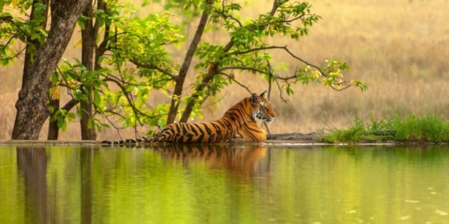 From Jaipur: Same Day Ranthambore excursion - Who Will Love This Tour?