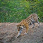 From Jaipur: Same day Ranthambore Tiger Safari Tour - Who Should Consider This Tour?