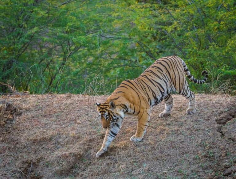 From Jaipur: Same day Ranthambore Tiger Safari Tour - Who Should Consider This Tour?