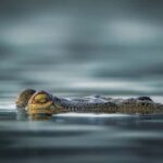 From Jaipur to Ranthambore : 1 Day Trip - Who Is This Tour Best For?