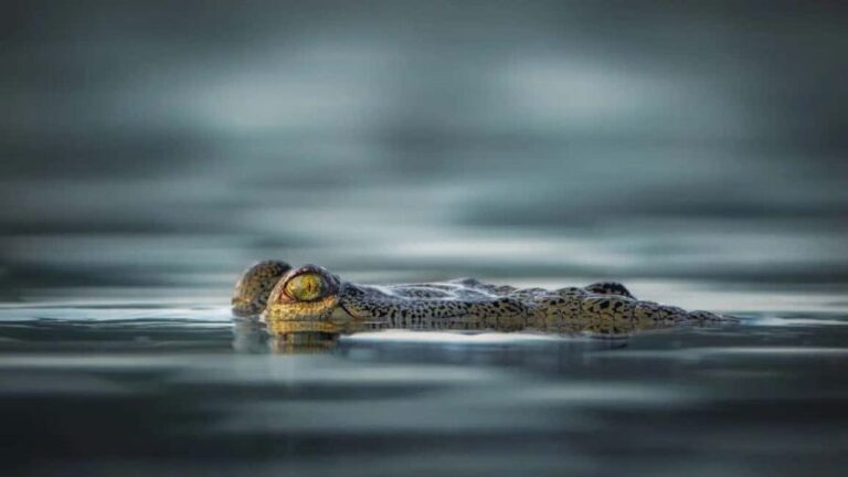 From Jaipur to Ranthambore : 1 Day Trip - Who Is This Tour Best For?