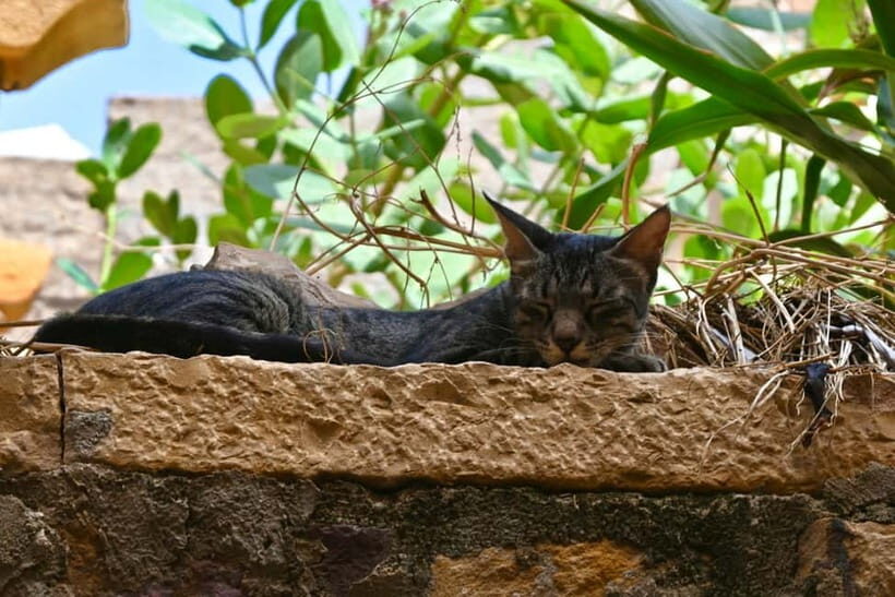 From Jaisalmer: Kuldhara and Khaba Fort Private Tour - FAQ