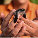 From Kalutara: Exclusive Madu River Safari & Turtle Hatchery - Why This Tour Stands Out