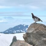 From Kanazawa/Toyama: Snow Wall & Mysterious Valley Day Tour - A Closer Look at the Experience