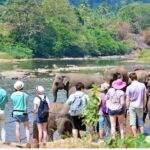 From Kandy: All Inclusive Kandy, Pinnawala & Tea Plantation - Why This Tour Offers Great Value
