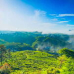From Kandy: All Inclusive Nuwara Eliya Day Tour with Lunch - Who Would Enjoy This Tour?