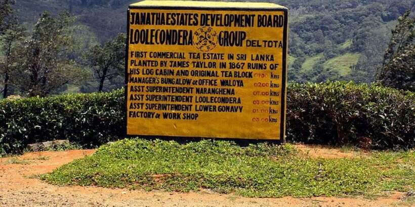 From Kandy: James Taylors Tea Tour (The Tale of Ceylon Tea) - Why This Tour Offers Great Value