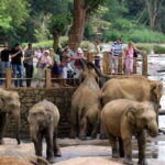 From Kandy: Kandy To Pinnawala Day Tour by Tuk Tuk - Final The Sum Up