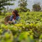From Kandy: Nuwara Eliya by Train - An In-Depth Look at the Kandy to Nuwara Eliya Tour