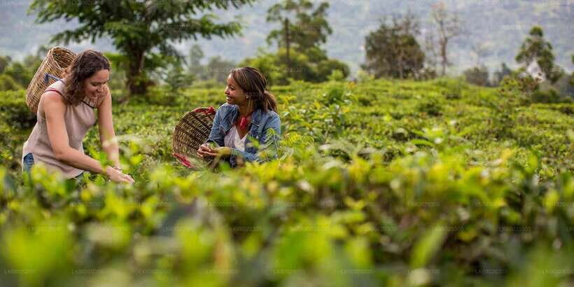 From Kandy: Nuwara Eliya by Train - An In-Depth Look at the Kandy to Nuwara Eliya Tour