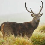 From Kandy: Nuwara Eliya Day Tour (Tea Trails, Waterfalls etc..) - Who Is This Tour Best For?