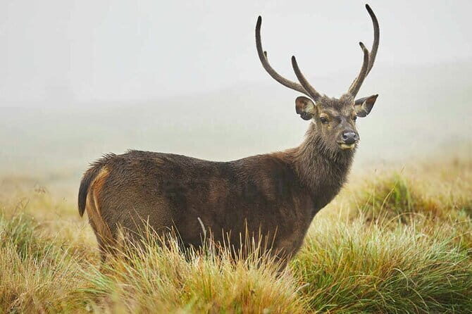 From Kandy: Nuwara Eliya Day Tour (Tea Trails, Waterfalls etc..) - Who Is This Tour Best For?