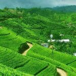 From kandy: Nuwara Eliya Private Day tour with Ambuluwawa Tower - Authentic Experiences That Make a Difference