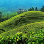 From Kandy: Nuwara Eliya Tour via Ambuluwawa [Private Tour] - The Practicalities: Transportation, Food, and Costs
