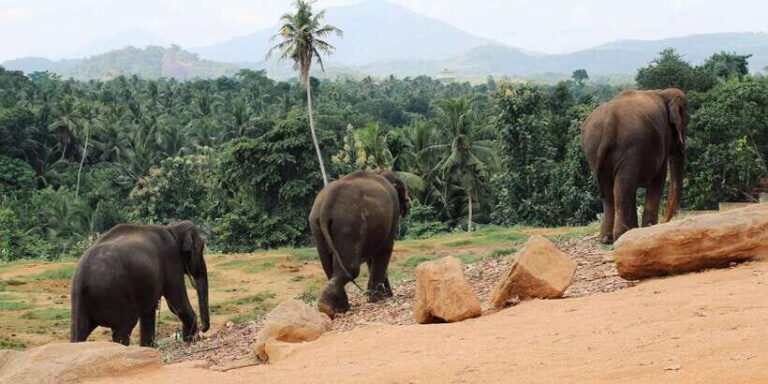 From Kandy: Pinnawala and Botanical Garden Tour By Tuk Tuk - Pinnawala Elephant Orphanage: First Stop