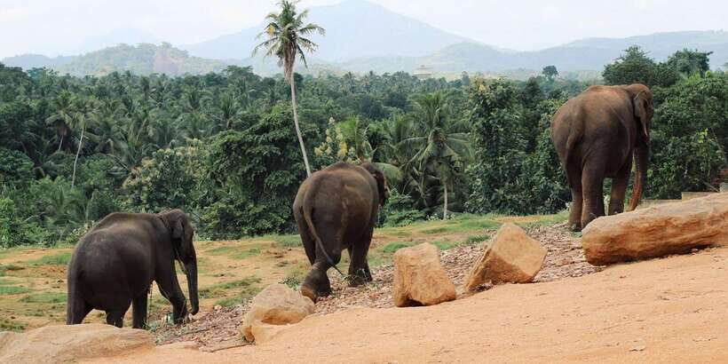 From Kandy: Pinnawala and Botanical Garden Tour By Tuk Tuk - Pinnawala Elephant Orphanage: First Stop